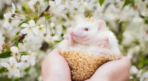 Müziğin Ruhsal Sağlık Üzerindeki Etkileri ve Mutlaka Dinlenmesi Gereken Albümler